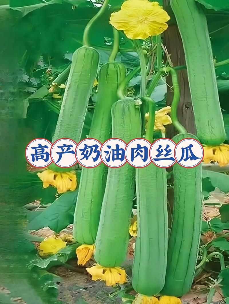 絲瓜種子 高產(chǎn)大肉奶油絲瓜種子,有圖就能長(zhǎng),肉多細(xì)膩嫩滑