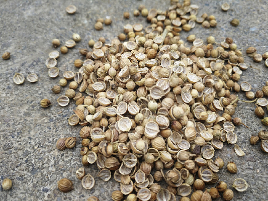 香菜圖片