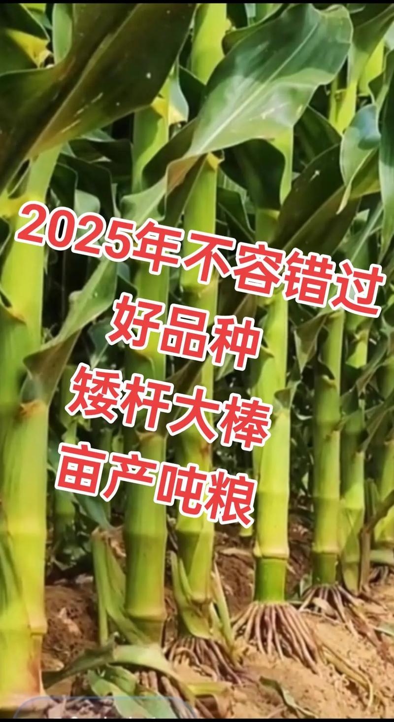 高產(chǎn)玉米種子 #最新國(guó)審高產(chǎn)玉米種子 #矮桿大棒玉米種