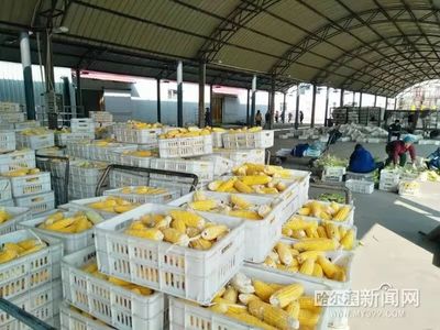 一縣一品,木蘭粗食&ldquo;喝&rdquo;起來丨鮮食玉米&ldquo;藏糧于技&rdquo;