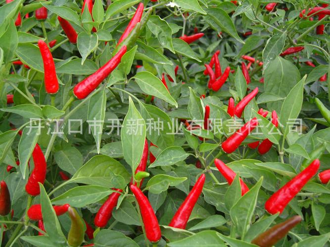 原料輔料,初加工材料 農產品 種子種苗 其他種子種苗 供應朝天椒種子